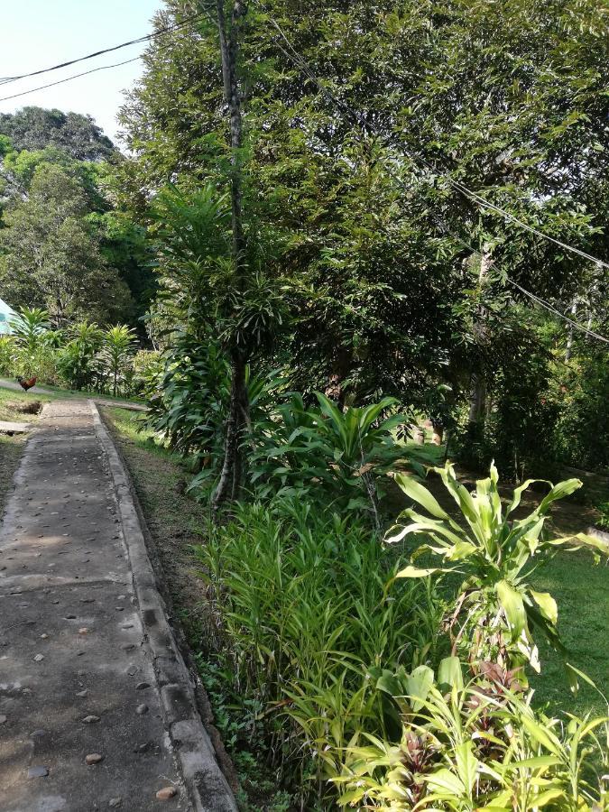 Durian Chalet Kuala Tahan Zewnętrze zdjęcie